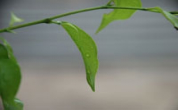 Không có thời gian để già